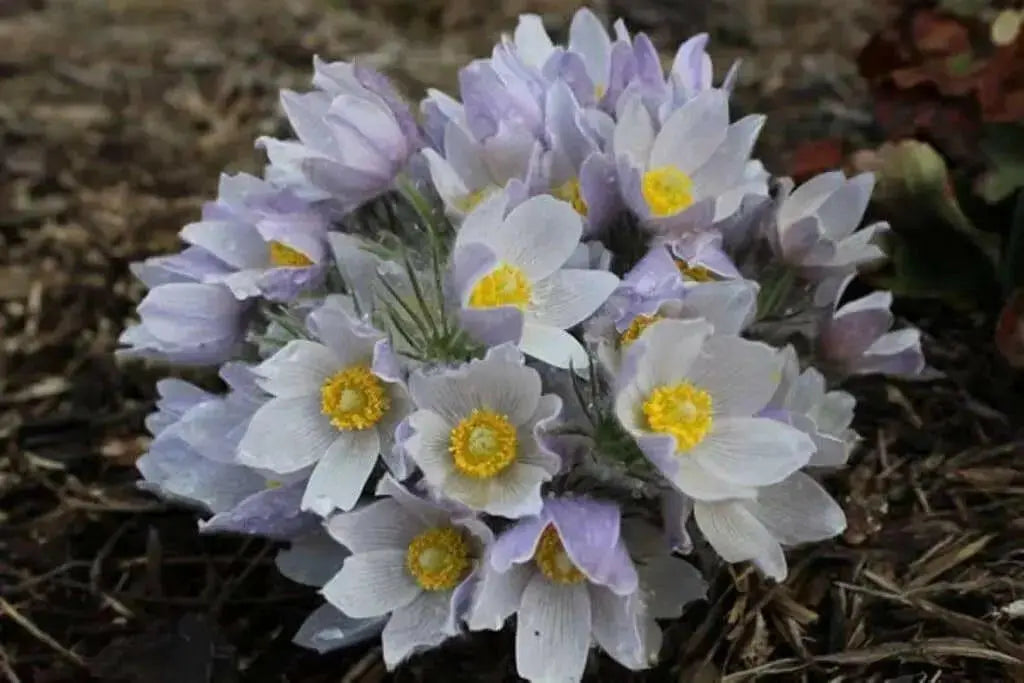 Pasque FlowerSeeds - Anemone patens wolfgangiana,  South Dakota state flower ! - Caribbean garden seed