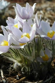 Pasque FlowerSeeds - Anemone patens wolfgangiana,  South Dakota state flower ! - Caribbean garden seed