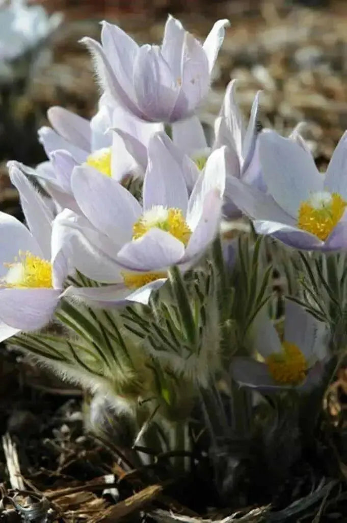 Pasque FlowerSeeds - Anemone patens wolfgangiana,  South Dakota state flower ! - Caribbean garden seed