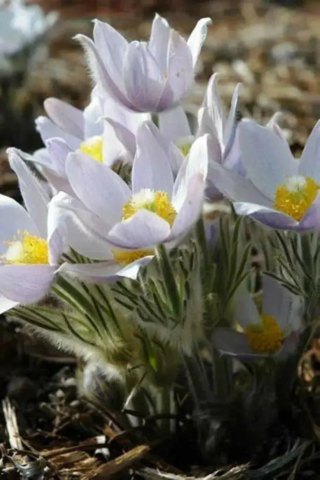 Pasque FlowerSeeds - Anemone patens wolfgangiana,  South Dakota state flower ! - Caribbean garden seed
