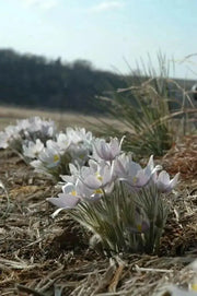 Pasque FlowerSeeds - Anemone patens wolfgangiana,  South Dakota state flower ! - Caribbean garden seed