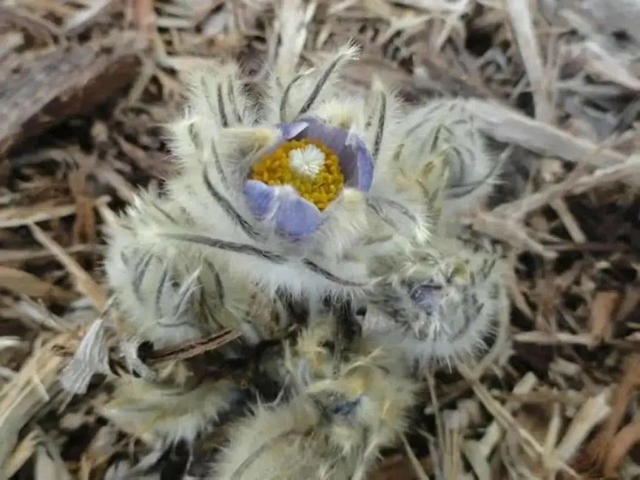 Pasque FlowerSeeds - Anemone patens wolfgangiana,  South Dakota state flower ! - Caribbean garden seed