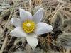 Pasque FlowerSeeds - Anemone patens wolfgangiana,  South Dakota state flower ! - Caribbean garden seed