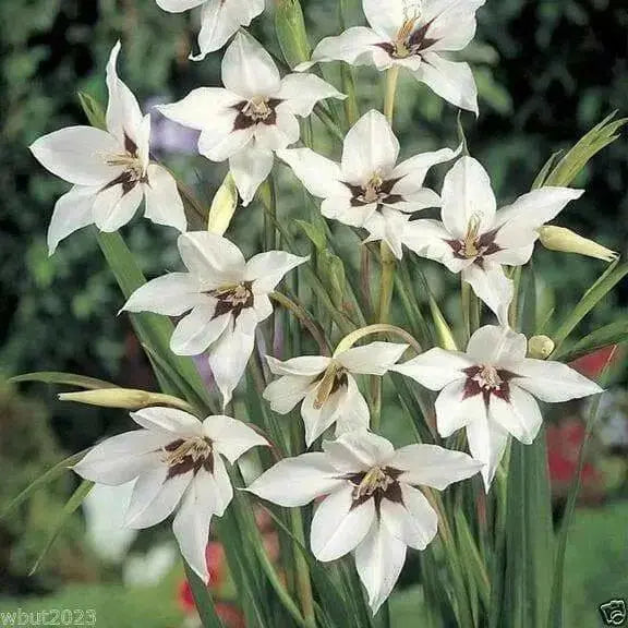 Peacock Orchid ,Gladiolus  acidanthera  Bulbs - Caribbean garden seed