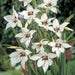Peacock Orchid ,Gladiolus  acidanthera  Bulbs - Caribbean garden seed
