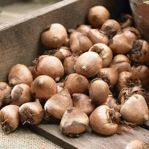 Peacock Orchid ,Gladiolus  acidanthera  Bulbs - Caribbean garden seed