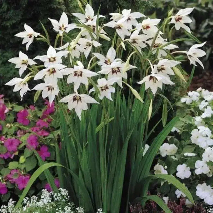 Peacock Orchid ,Gladiolus  acidanthera  Bulbs - Caribbean garden seed