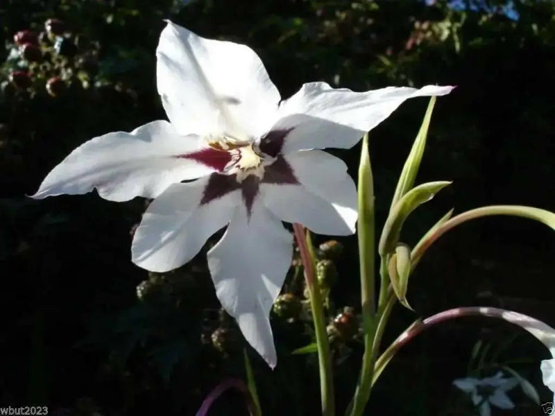 Peacock Orchid ,Gladiolus  acidanthera  Bulbs - Caribbean garden seed
