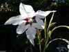 Peacock Orchid ,Gladiolus  acidanthera  Bulbs - Caribbean garden seed