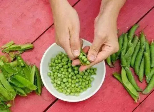 Pea Seeds,Early Alaska (Smooth) 55-60 Days. - Caribbean garden seed