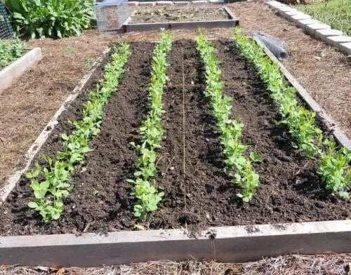 Pea Seeds,Early Alaska (Smooth) 55-60 Days. - Caribbean garden seed