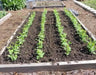 Pea Seeds,Early Alaska (Smooth) 55-60 Days. - Caribbean garden seed