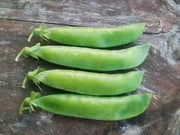 Pea Seeds,Early Alaska (Smooth) 55-60 Days. - Caribbean garden seed