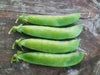 Pea Seeds,Early Alaska (Smooth) 55-60 Days. - Caribbean garden seed