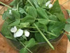 Pea Seeds,Early Alaska (Smooth) 55-60 Days. - Caribbean garden seed