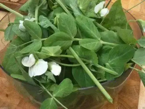 Pea Seeds,Early Alaska (Smooth) 55-60 Days. - Caribbean garden seed