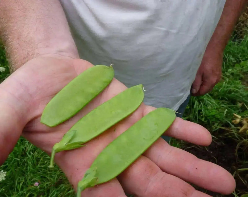 Pea Seeds ~Garden Pea Seeds - Mammoth Melting Sugar Snow Pea Vegetable Seeds Heirloom - Caribbean garden seed