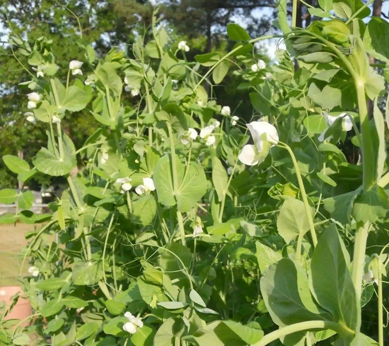 Pea Seeds ~Garden Pea Seeds - Mammoth Melting Sugar Snow Pea Vegetable Seeds Heirloom - Caribbean garden seed