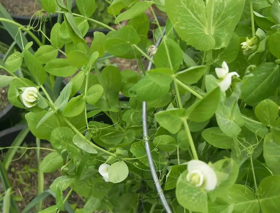 Pea Seeds ~Garden Pea Seeds - Mammoth Melting Sugar Snow Pea Vegetable Seeds Heirloom - Caribbean garden seed