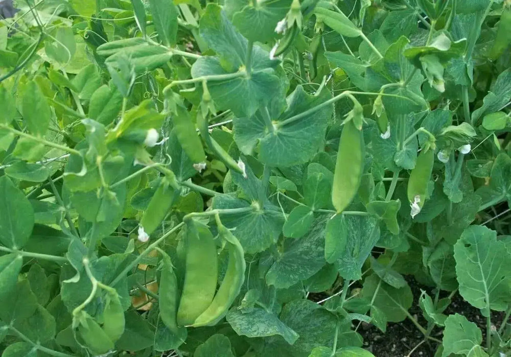 Pea Seeds ~Garden Pea Seeds - Mammoth Melting Sugar Snow Pea Vegetable Seeds Heirloom - Caribbean garden seed