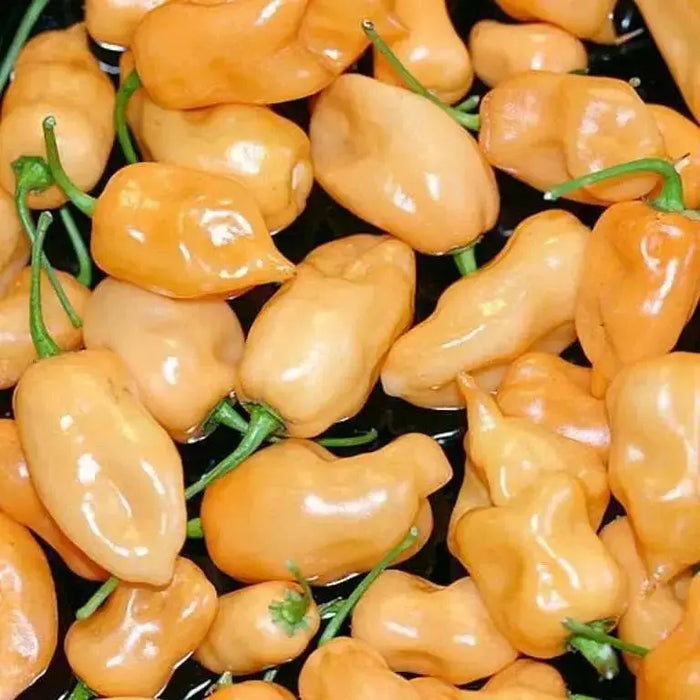 PEACH Habanero Pepper SEEDS, Capsicum chinense, VERY HOT. - Caribbean garden seed