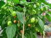 PEACH Habanero Pepper SEEDS, Capsicum chinense, VERY HOT. - Caribbean garden seed