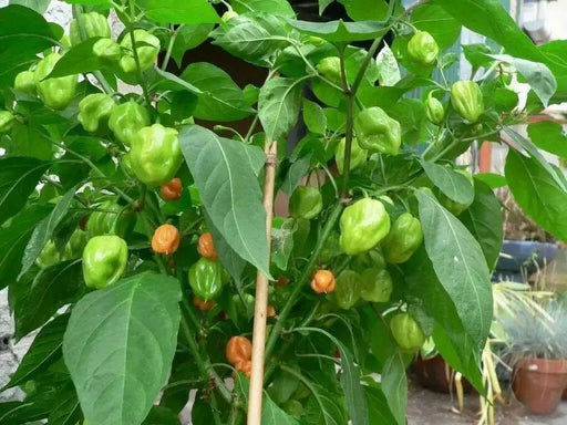 PEACH Habanero Pepper SEEDS, Capsicum chinense, VERY HOT. - Caribbean garden seed
