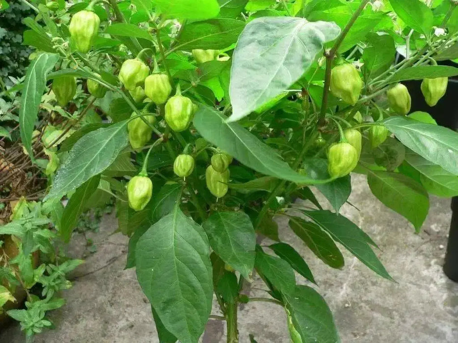 PEACH Habanero Pepper SEEDS, Capsicum chinense, VERY HOT. - Caribbean garden seed