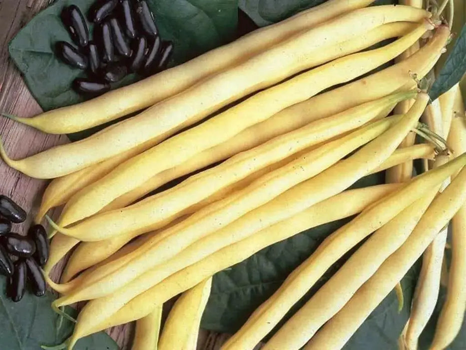Pencil Pod Black Wax ,Heirloom Open Pollinated Bush Bean(a.k.a. Butterbean Wax and Black Wax) - Caribbean garden seed