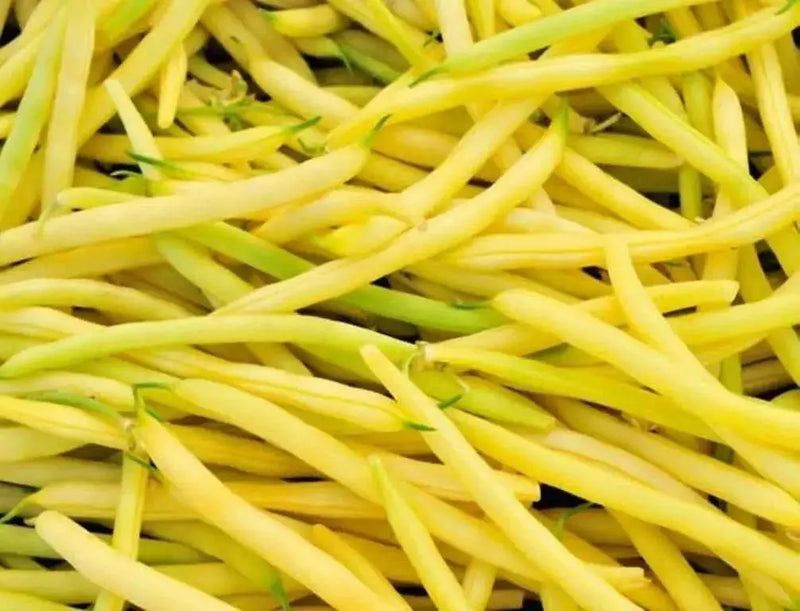 Pencil Pod Black Wax ,Heirloom Open Pollinated Bush Bean(a.k.a. Butterbean Wax and Black Wax) - Caribbean garden seed