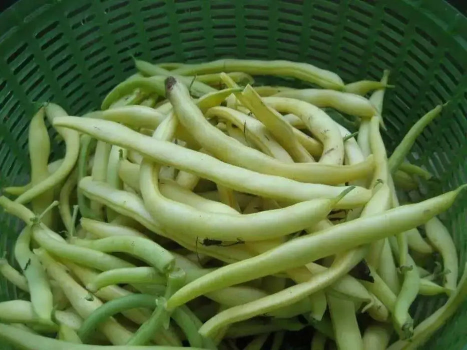 Pencil Pod Black Wax ,Heirloom Open Pollinated Bush Bean(a.k.a. Butterbean Wax and Black Wax) - Caribbean garden seed