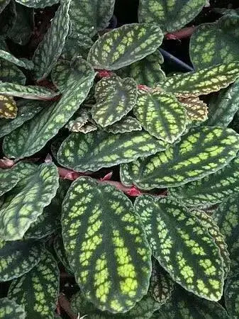 PELLIONIA WATERMELON, STARTER PLANT, Trailing Watermelon Begonia - Caribbean garden seed