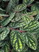 PELLIONIA WATERMELON, STARTER PLANT, Trailing Watermelon Begonia - Caribbean garden seed
