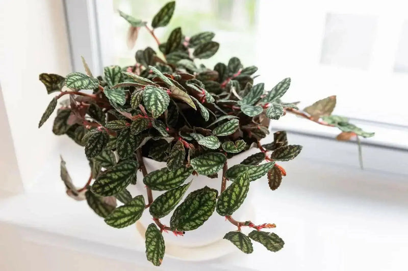 PELLIONIA WATERMELON, STARTER PLANT, Trailing Watermelon Begonia - Caribbean garden seed