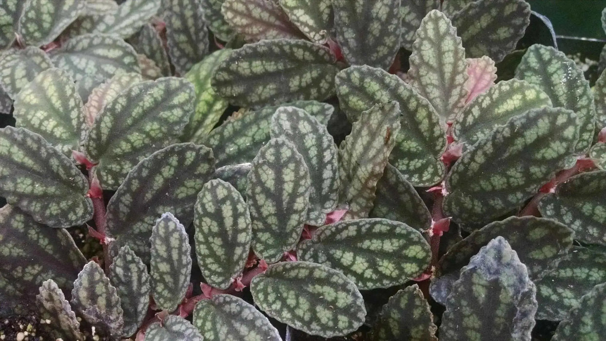 PELLIONIA WATERMELON, STARTER PLANT, Trailing Watermelon Begonia - Caribbean garden seed