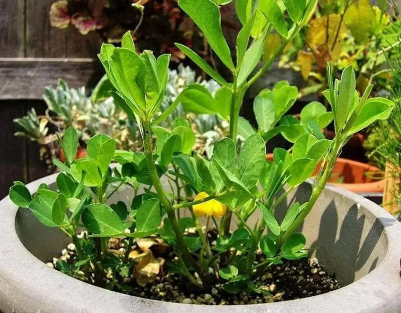 Peanut, Spanish Peanuts . Untreated Seeds ,Heirloom Organically Grown - Caribbean garden seed