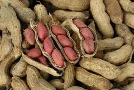 Peanut, Spanish Peanuts . Untreated Seeds ,Heirloom Organically Grown - Caribbean garden seed