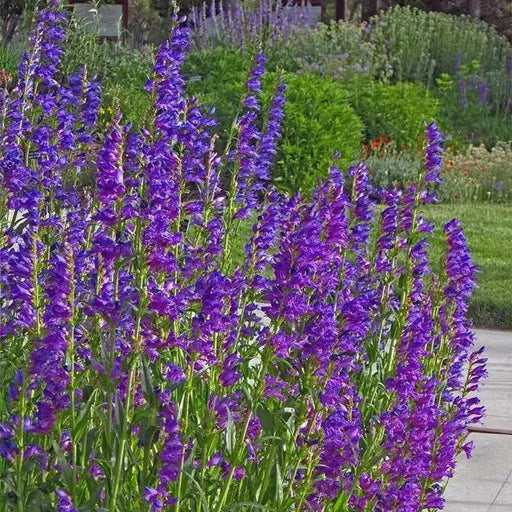 Penstemon Riding Hood Delfts Blue. (3 LIVE PLANT) PERENNIAL - Caribbean garden seed