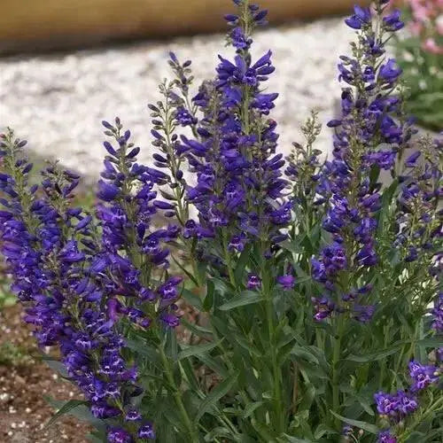 Penstemon Riding Hood Delfts Blue. (3 LIVE PLANT) PERENNIAL - Caribbean garden seed