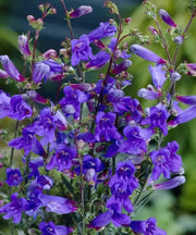 Penstemon Riding Hood Delfts Blue. (3 LIVE PLANT) PERENNIAL - Caribbean garden seed
