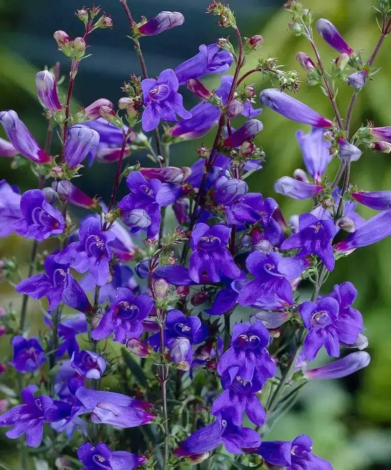 Penstemon Riding Hood Delfts Blue. (3 LIVE PLANT) PERENNIAL - Caribbean garden seed