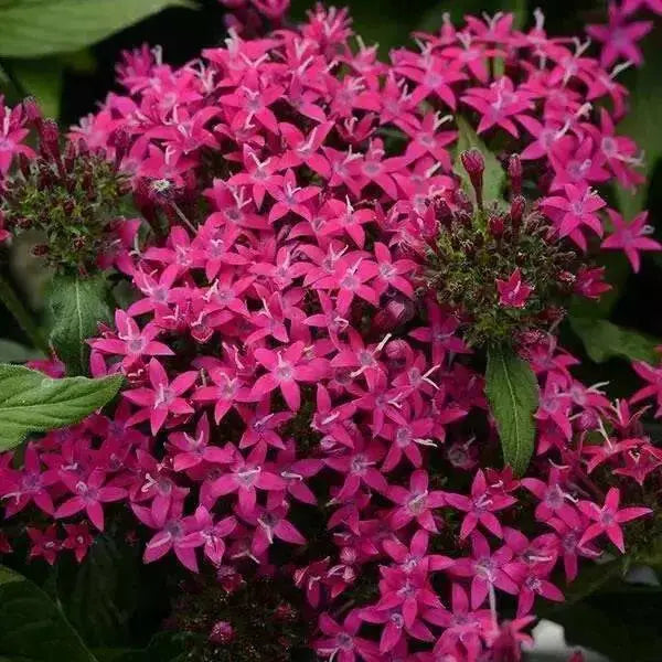 PENTAS  LIPSTICK (PEL SEEDS) Annual flowers - Caribbean garden seed