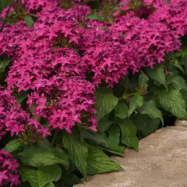 PENTAS  LIPSTICK (PEL SEEDS) Annual flowers - Caribbean garden seed