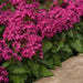 PENTAS  LIPSTICK (PEL SEEDS) Annual flowers - Caribbean garden seed