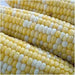 Peaches and Cream Corn Seed, Corn Hybrid Bi-Color - Caribbean garden seed