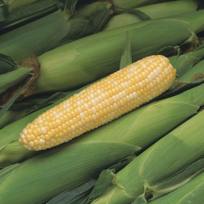 Peaches and Cream Corn Seed, Corn Hybrid Bi-Color - Caribbean garden seed