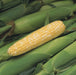 Peaches and Cream Corn Seed, Corn Hybrid Bi-Color - Caribbean garden seed