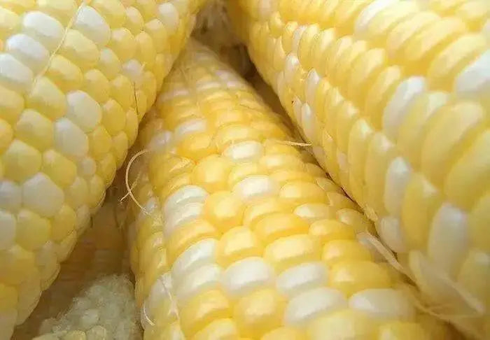 Peaches and Cream Corn Seed, Corn Hybrid Bi-Color - Caribbean garden seed