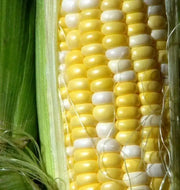 Peaches and Cream Corn Seed, Corn Hybrid Bi-Color - Caribbean garden seed