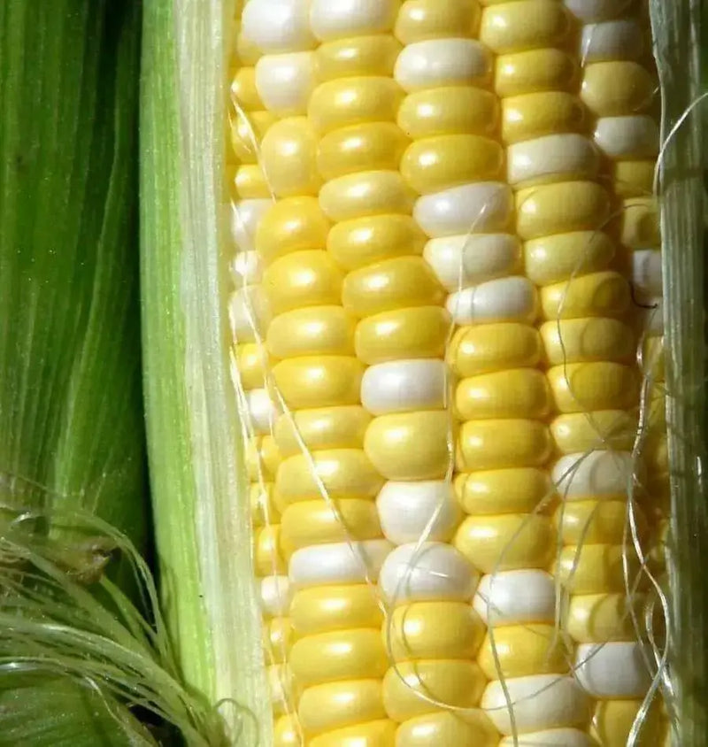 Peaches and Cream Corn Seed, Corn Hybrid Bi-Color - Caribbean garden seed
